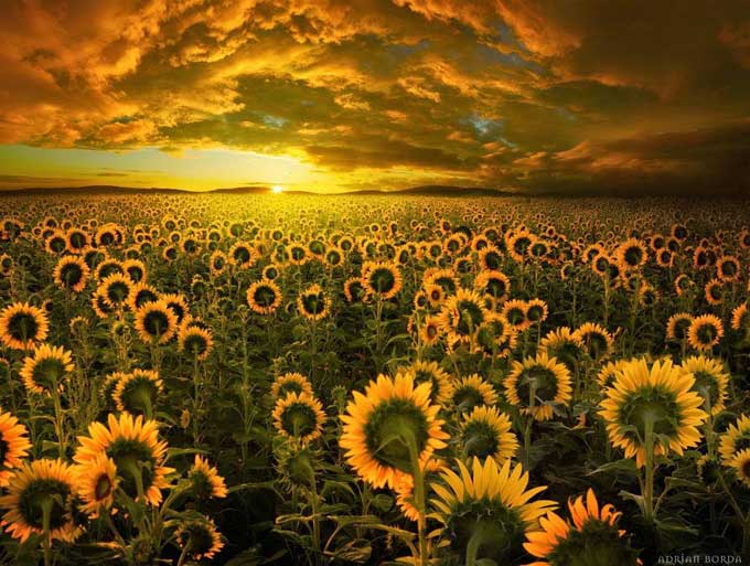 Sunflower Fields